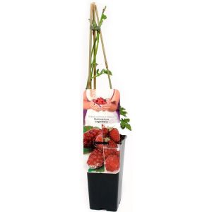 Malinojeżyna Loganberry